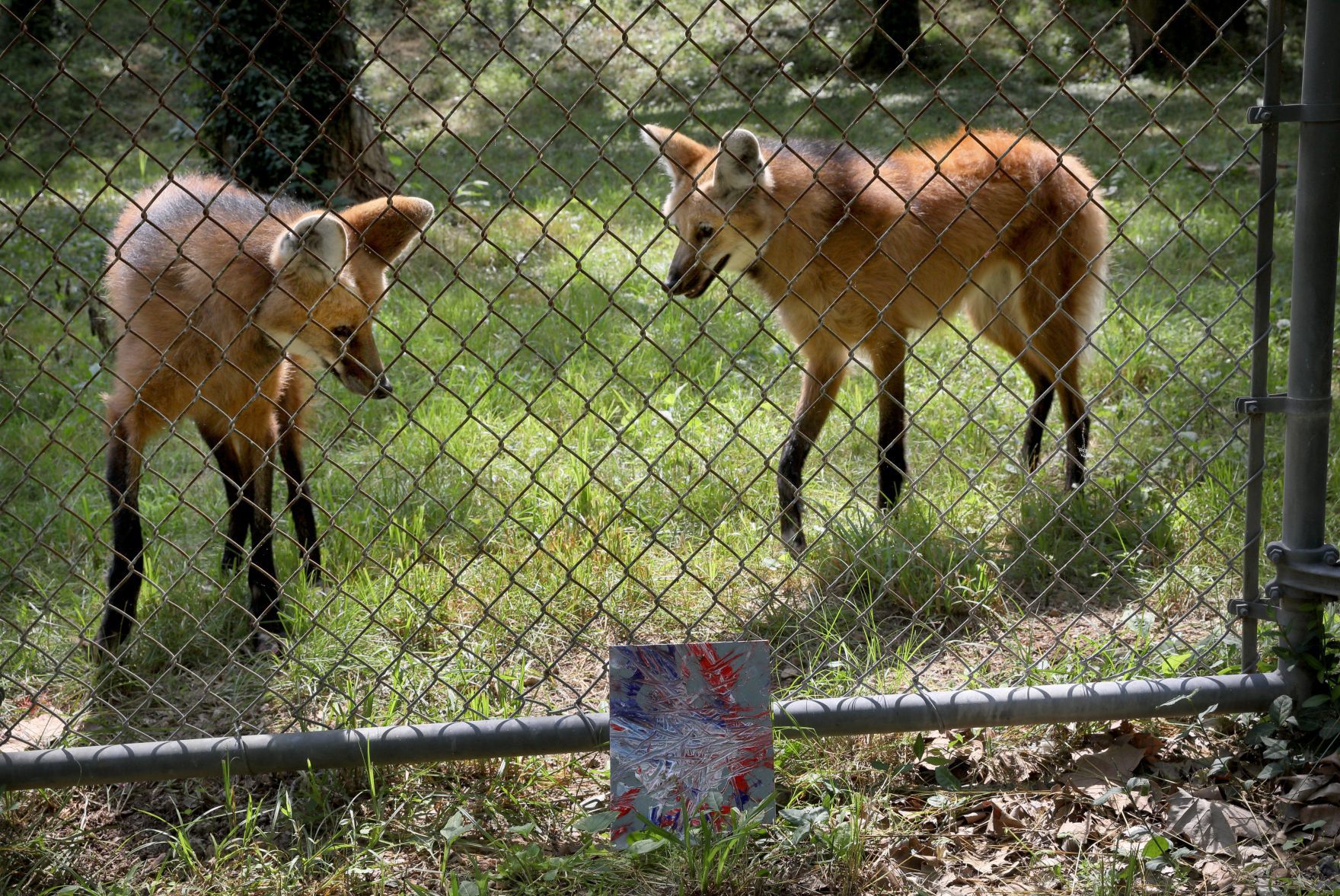 Endangered Wolf Center animal painting